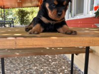 A Kalite Macar Kafa Rottweiler Bebek Köpekler
