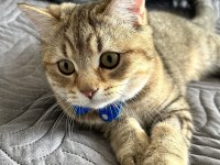 British Oğlumuz Oscar İçin İyi Bakabilecek Birini Arıyoruz