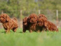 Micro Ayarında Poodle Yavrularımız