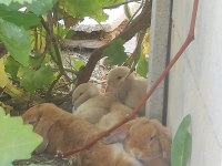 Mini Lop Orjinal Safkan Tavşan