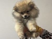 3 Aylık Dişi Pomeranian Yavrular
