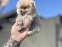Ayı surat pomeranian boo yavrular