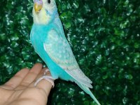 Akıllı uysal evin yeni üyesi muhabbet kuşu