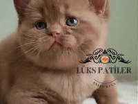 Dubai Çikolatası Tadında Chocolate British Shorthair