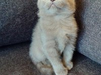 Gri Ve Lilac Renk Erkek Dişi British Shorthair Yavrular