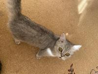 6 aylık dişi kedimiz