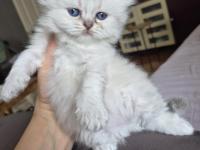 Scottish Fold Yavru Antalya