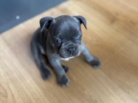 Blue French Bulldog