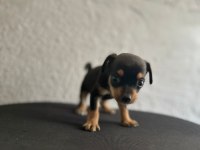 Safkan 0 Numara Minyatür Pinscher