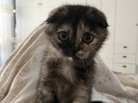 Scottish Fold Kedimizi Sahiplendirmek İstiyorum