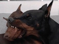 Sağlık Ve Irk Garantili Doberman Mermi