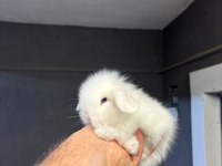 Safkan Hollanda Cüce Ve Mini Lop Tavşan Yavruları