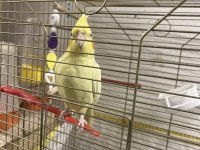 1,5 yaşında erkek sultan papağanı