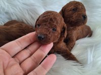Mersinin tatlı poodle yavruları