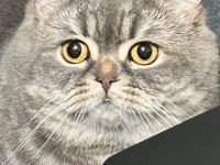 British shorthair kedimiz ceyar