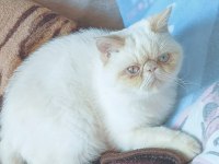 5 Aylık Exotic Shorthair Kızımız İçin Aile Olabilir Misiniz?