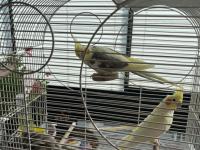 Sultan papağanları