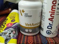 2 Kardeş Tuvalet Eğitimli 4 Aylık Scottish Fold