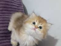Pofuduk British Longhair Güzellikler