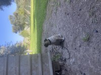 Pug Annelik Tecrübeli Dişi