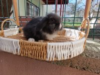 Hollanda Teddy Lop Yavru Tavşanlar