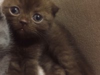 Çikolata rengi scottish fold dişi