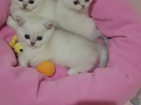 Şampiyon Atalardan Yavru Kediler