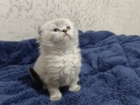 British longhair kardeşler sahiplendirilecektir