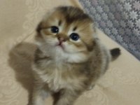 Scottish Fold Erkek Kediler