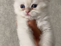 A Kalite British Yavrularımız Yeni Yuvalarına Kavuşmayı Bekliyor