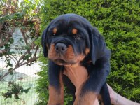 Şampiyon Rottweiler Köpeği Yavrularımız