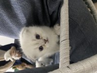 Scottish Fold 2 Dişi 1 Erkek