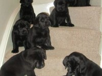 Sağlık Ve Irk Garantili Cane Corso Köpekleri