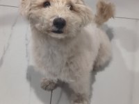 Maltese Kızım İçin