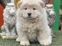 Küt burun chow chow yavrularımız