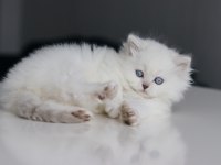 Full Şecereli Babadan Teslime Hazır Erkek British Longhair