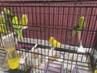 Ev Ortamında Yetiştirdiğim Yavru Muhabbet Kuşları