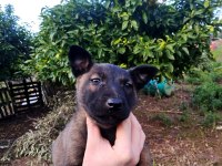 Kişi ve alan koruma için belçika kurdu