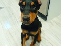 Efsane Biblo Gibi Estetikli Teslime Hazır Doberman Yavrular