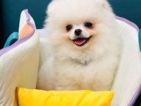 Ayı surat pomeranian yavru köpekler
