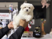 Orjinal Maltese Bebiş Köpekler
