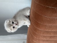 Güzel Kediler Yeni Yuvalarını Bekliyor