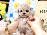 Birbirinden Güzel Toy Poodle Yavrularım