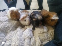 Yavru Ginepiglerimiz Sağlık Ve Irk Garantilidir