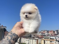 Ayı Surat Pomeranian Boo Yavrular