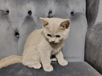 Oyuncu British Shorthair Ponçikler