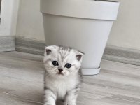 Oyuncu Scottish Fold Yavru 2 Aylık
