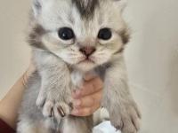 Scottish fold ve straight kediler