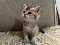 Minik Gözlerle Büyük Aşklar Başlar Black Golden British Yavru