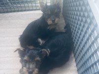 Safkan yorkshire 2 erkek